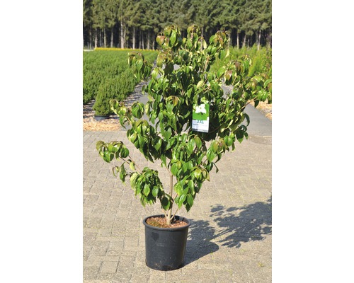 Bloeiende kornoelje in pot voor de tuin