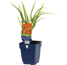 Daglelie in een pot