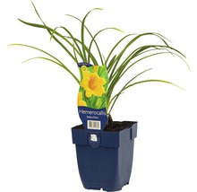 Daglelie ''Stella d''Oro'' in pot