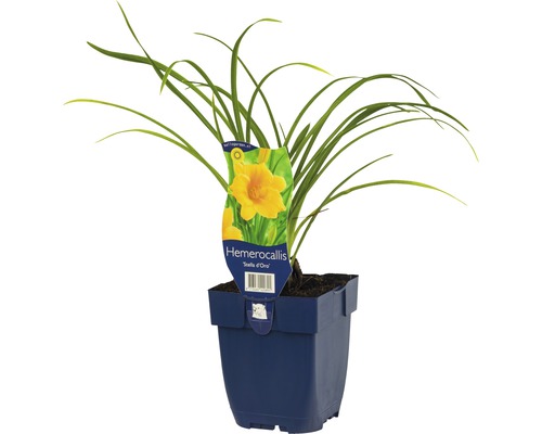 Daglelie ''Stella d''Oro'' in pot