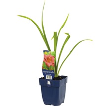 Daglelie ''Summer Wine'' in pot