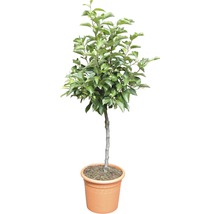 FloraSelf Sierappel Malus toringo 'Tina' potmaat Ø 23 cm H 60-100 cm