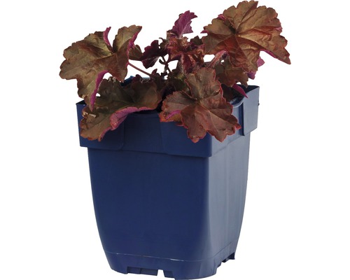 Purperklokje plant in een pot