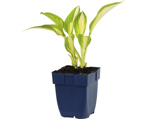Hosta in pot met groen-wit gestreepte bladeren