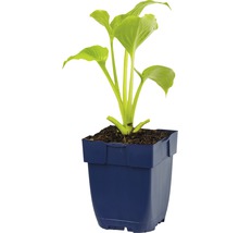 Hosta plant in een blauwe pot