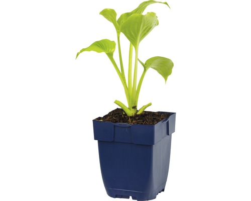 Hosta plant in een blauwe pot