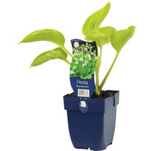Hosta ''Royal Standard'' in pot