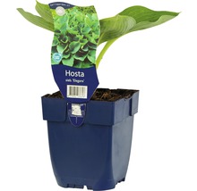 Hosta sieboldiana Elegans in pot