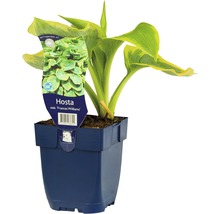 Hosta Frances Williams in pot