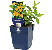 FLORASELF Hertshooi Hypericum calydeinum Ø 11 cm