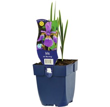 Iris Blue King in pot