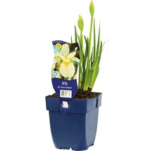 Iris ''Snow Queen'' in pot
