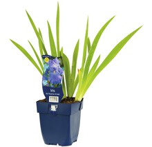 FLORASELF Scheefbloem Iris x germanica 'Empress of India' potmaat Ø 11.0 cm H 5-90 cm