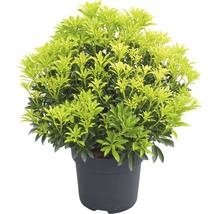 Japanse schijnlavendel in een pot
