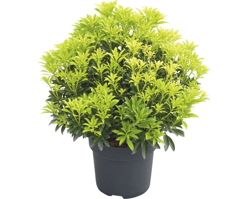 Japanse schijnlavendel in een pot