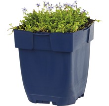 Blauwe plantenbak met bloeiende planten