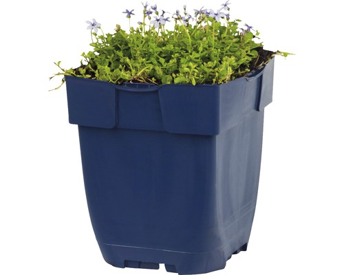 Blauwe plantenbak met bloeiende planten