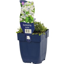 Isotoma Fluviatilis plant in een pot