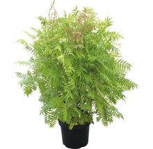 FLORASELF Lijsterbesspirea Sorbaria sorbifolia 'Sem' potmaat Ø 28,0 cm H 50-60 cm