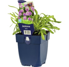 Blauw kattenkruid in een pot