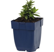 Plant in blauwe kunststof pot