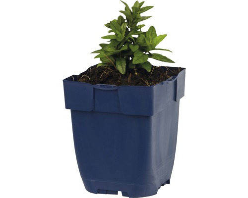 Plant in blauwe kunststof pot