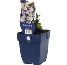 Kalimeris incisa in pot