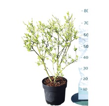 FLORASELF Parelstruik Exochorda racemosa 'Niagara' potmaat Ø 23,0 cm H 40-50 cm