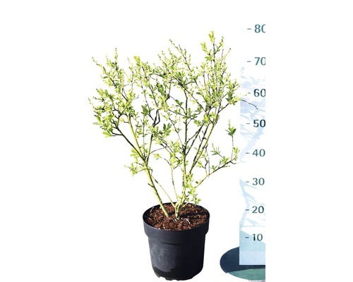FLORASELF Parelstruik Exochorda racemosa 'Niagara' potmaat Ø 23,0 cm H 40-50 cm Dwergstruik met bladeren in pot gekweekt