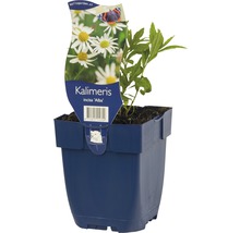 FLORASELF Zomeraster Kalimeris incisa Ø 11 cm