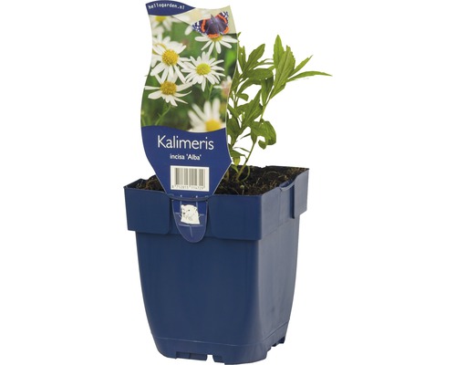 Kalimeris incisa ''Alba'' plant in pot