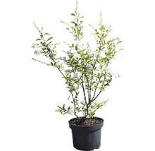 FLORASELF Parelstruik Exochorda racemosa 'Niagara' potmaat Ø 23,0 cm H 40-50 cm