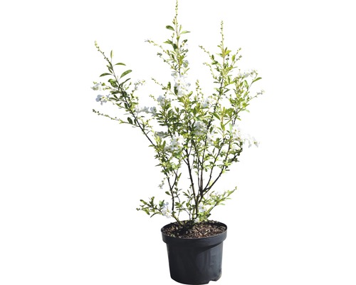 Spierstruik in pot met witte bloemen en groene bladeren