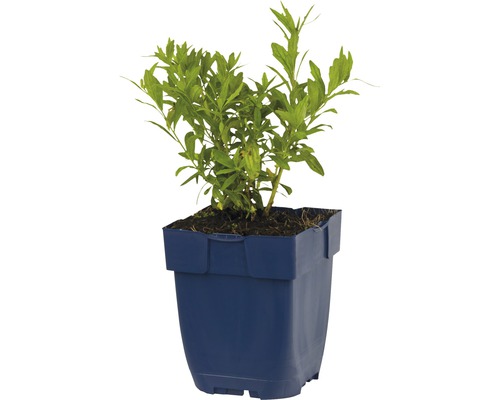 Bloeiende plant in een blauwe plantenbak