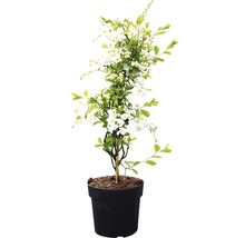 Spierstruik in pot met witte bloemen en groene bladeren