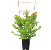 Trompetbloem in pot met klimhulp