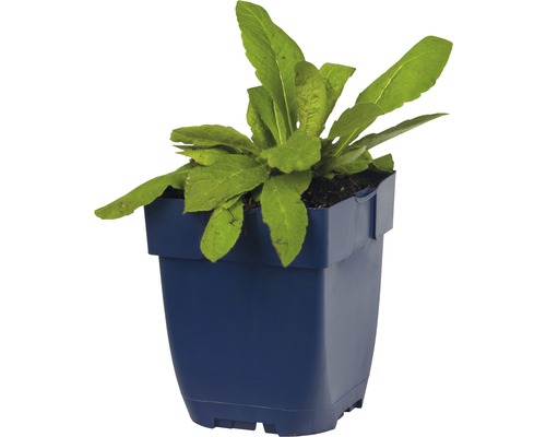 Sla plant in een pot
