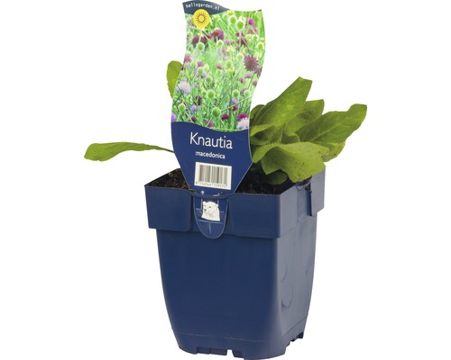 Knautia macedonica plant in pot
