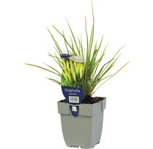 Fakkellelie Little Maid in pot