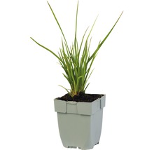 Grasachtige plant in een pot