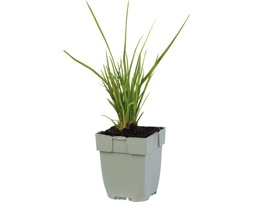 Grasachtige plant in een pot