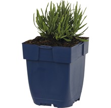 Lavendel in een vierkante plantenbak