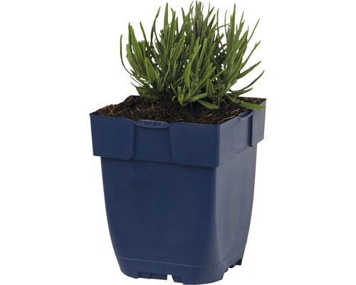 Lavendel in een vierkante plantenbak