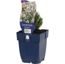Lavendel van de soort Rosea in een pot