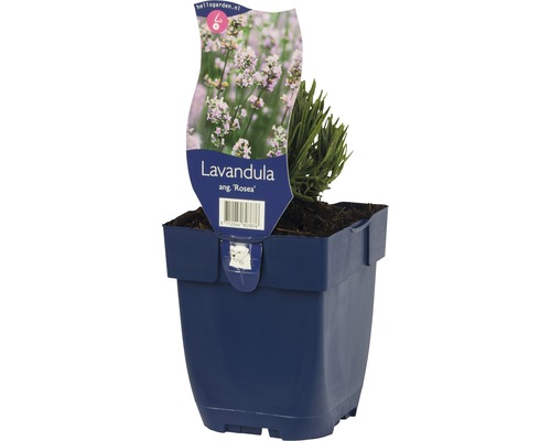 FLORASELF Lavendel Lavandula angustifolia Ø 11 cm