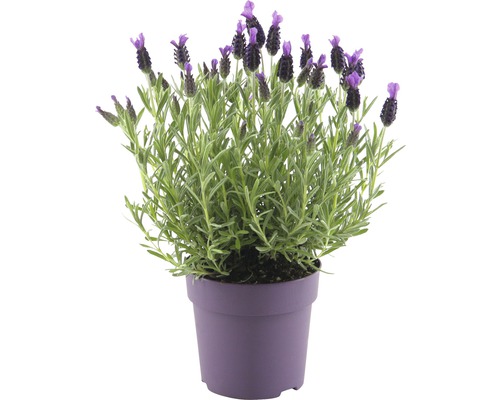 FLORASELF® Kuiflavendel Lavandula stoechas 'Anouk' potmaat Ø 12 cm H 15-20 cm Lavendel in pot
