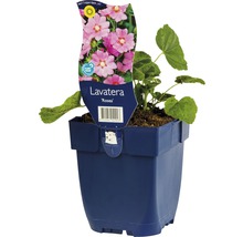Lavatera Rosea in pot