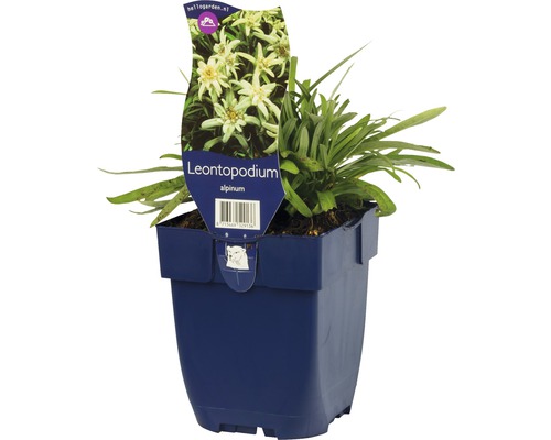 Edelweiss plant in pot