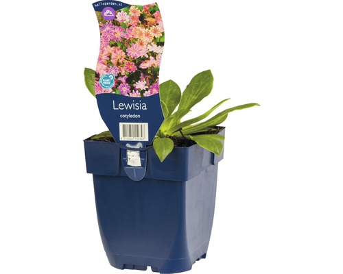 Lewisia cotyledon in pot