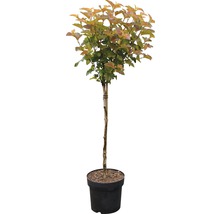 Blaasspirea als bolboom in pot